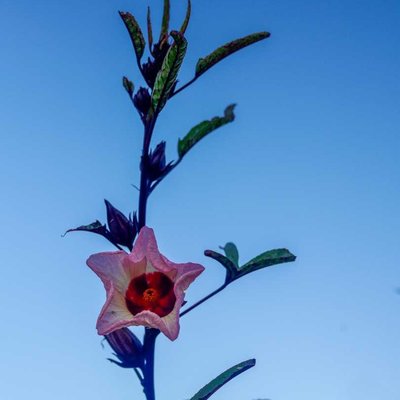 Roselle flower