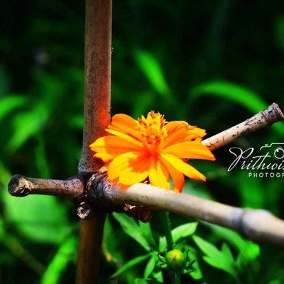 Earth Laughs in Flower 🌼💐