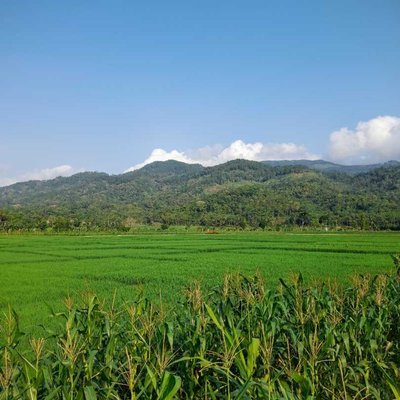 Sawah