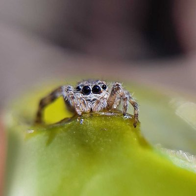 Jumping Spider