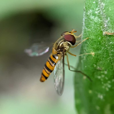 Marmalade hoverfly🐝