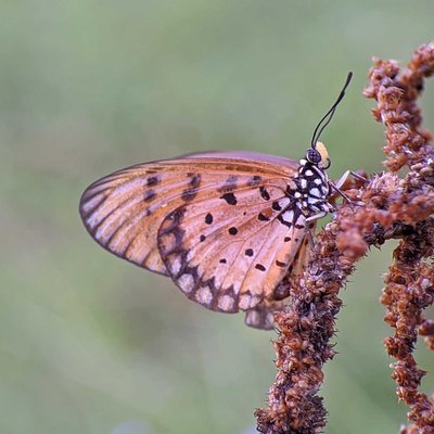 Acraea terpsicore, 🦋
