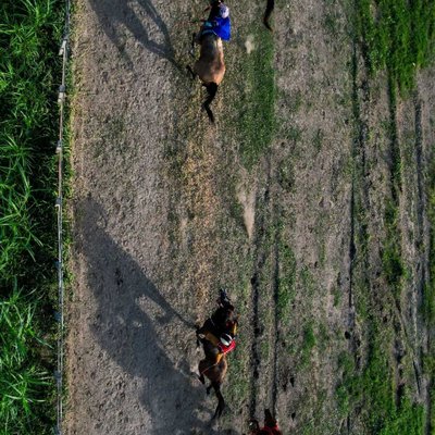 Tradisional Race Horse