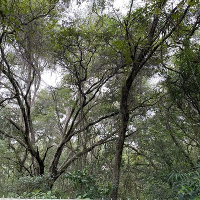 🌲 🌳 🍃 