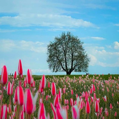Spring Love 