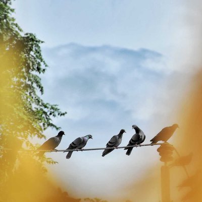  peagan 🕊️