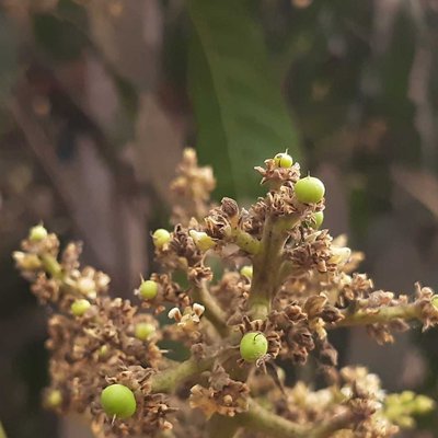 Mango buds