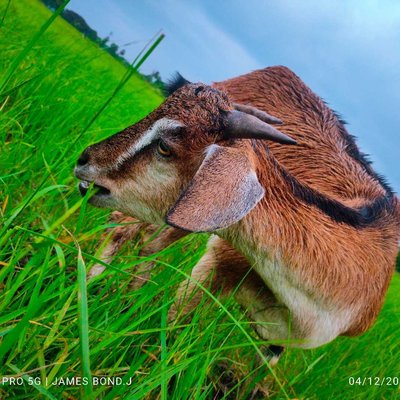 Goat 🐐