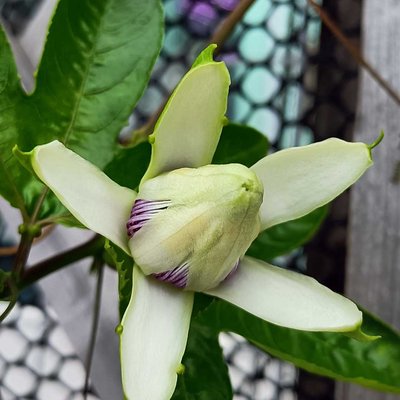 Passionflower 