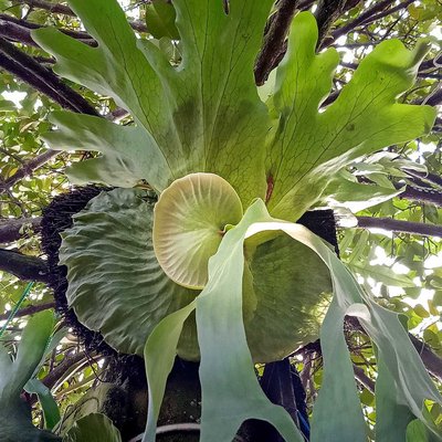 Platycerium Wandae