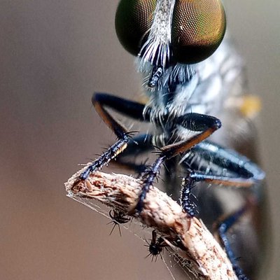 robberfly 