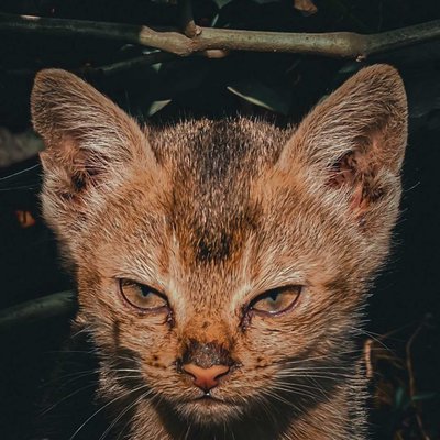 🐱😇