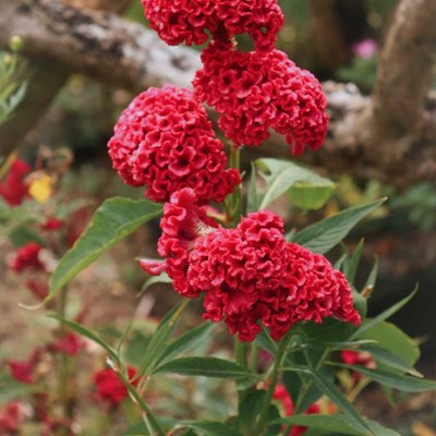 COCKSCOMB