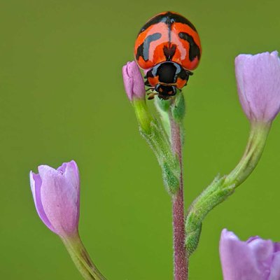 Kepik Lady Bug