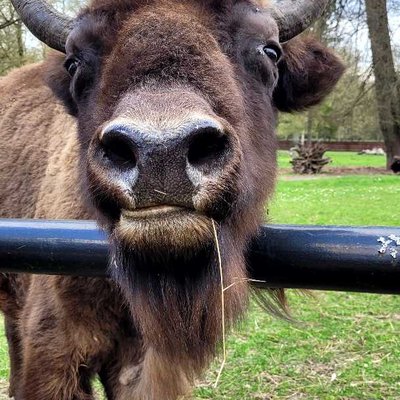 Wisent 😊
