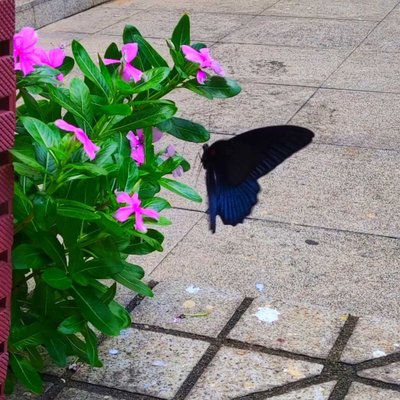 catharanthus roseus