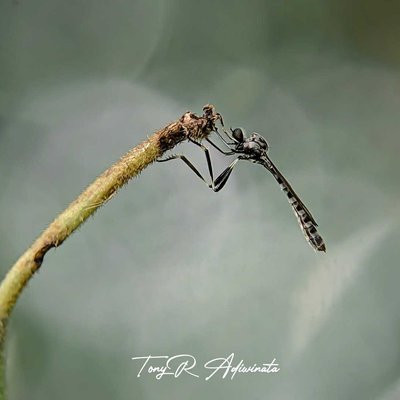 LEPTOGASTER