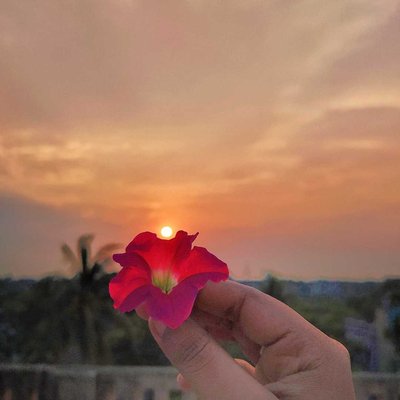✨ Flower × Sunset ✨