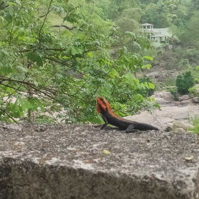 🦎