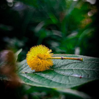nature's pom pom