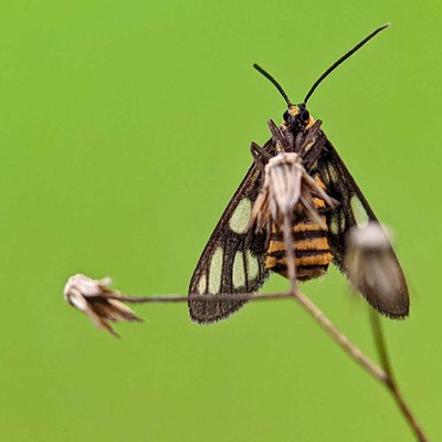 Amata Huebneri