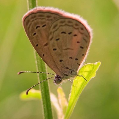 Pseudozizeeria maha