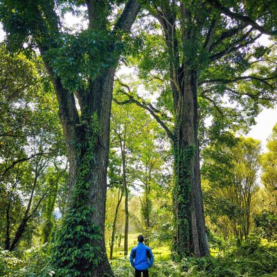 Sepasang pohon mahoni raksasa
