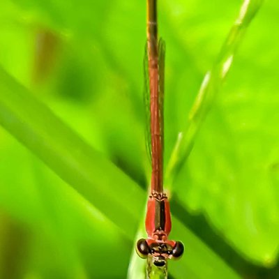 Agriocnemis