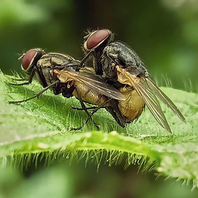Mating