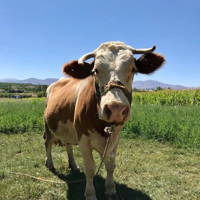 🐮