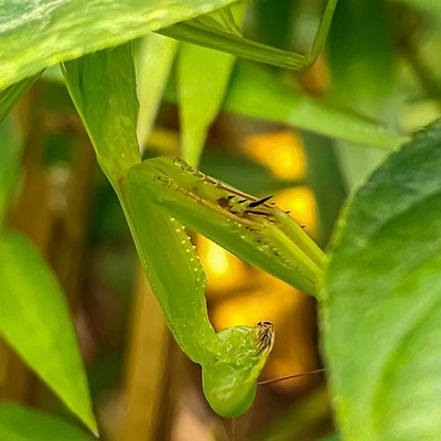 Filosofi Mantis