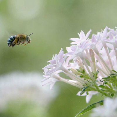 buzzzz buzzzz buzzzz i'm coming...