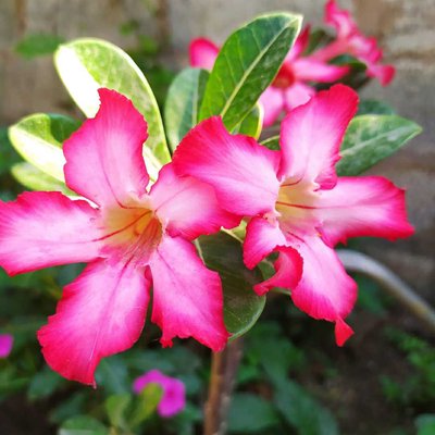 Adenios 🌺