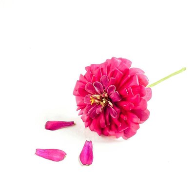 bunga kertas/ zinnia