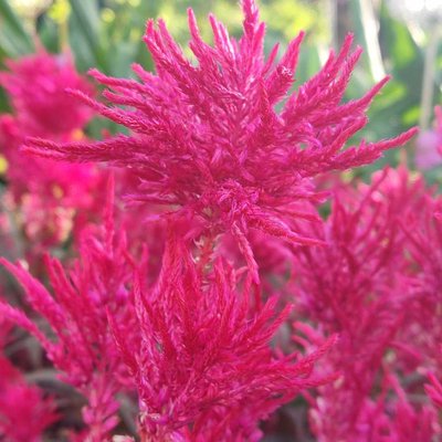celosia