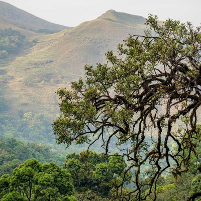 Mountain and forest.