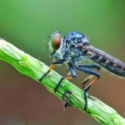 Robberfly