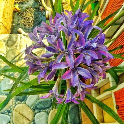 Agapanthus