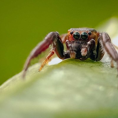 jump spider