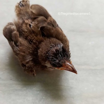 Cute lil fledgling learning how to fly!