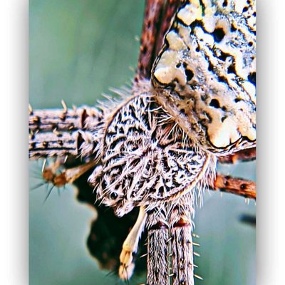 Laba-laba (Spider)
