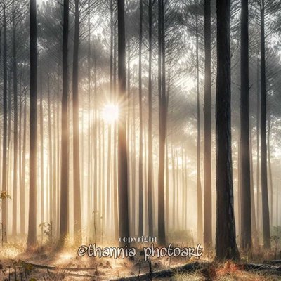 Hutan Pinus