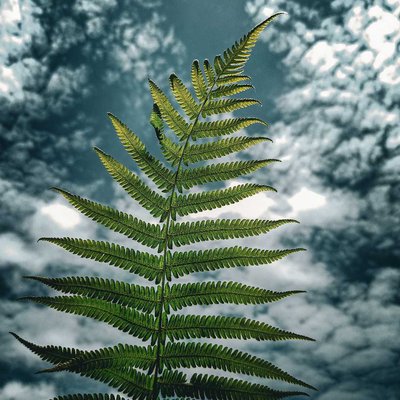 Fern plant