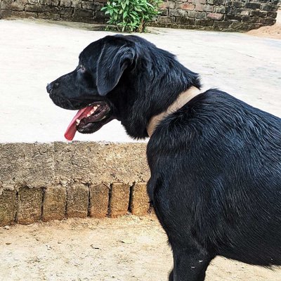 The Labrador Retriever