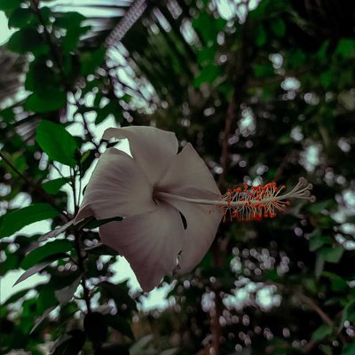 Hibiscus Flower