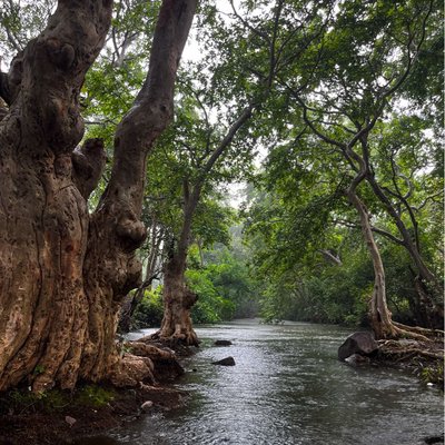 let’s dive into the jungle 💚