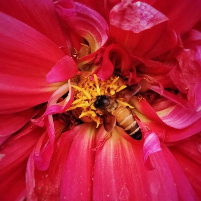 "Keep Calm And Honeycomb On" 🐝❣️
