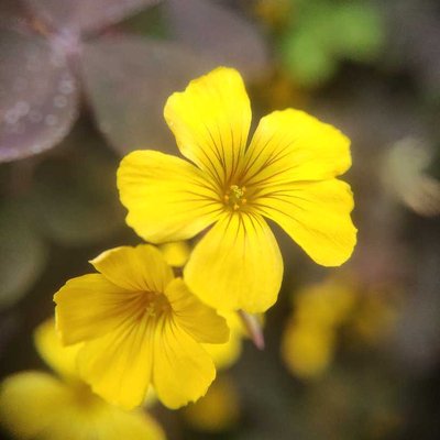 yellow flower