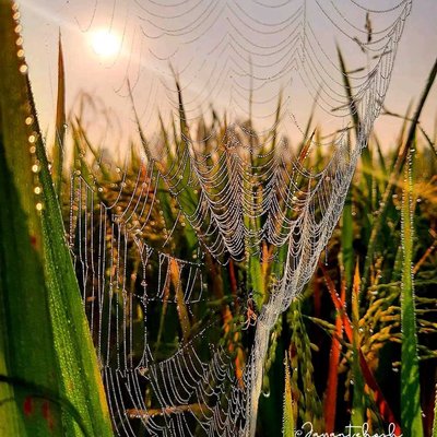 spider web  🕸️🕷️