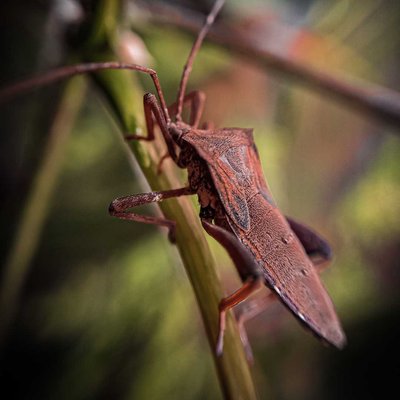 Coreidae Bug